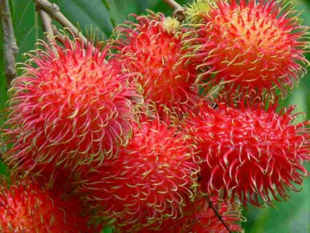 rambutan 1